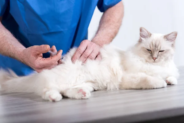 Veterinarian Giving Injection White Sacred Cat Burma — Stock Photo, Image