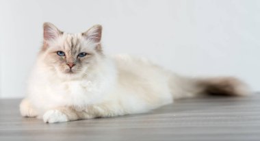 Burma güzel kutsal kedi mavi gözlü portresi