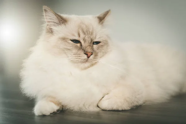 Retrato Belo Gato Sagrado Birmânia Com Olhos Azuis — Fotografia de Stock