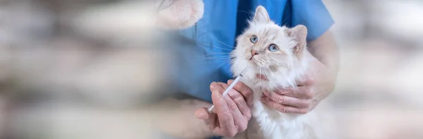 Veterinární Léky Dávat Krásné Bílé Posvátná Kočka Barmy Panoramatické Nápis — Stock fotografie