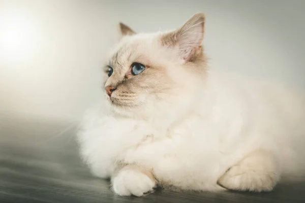 Retrato Hermoso Gato Sagrado Birmania Con Ojos Azules — Foto de Stock