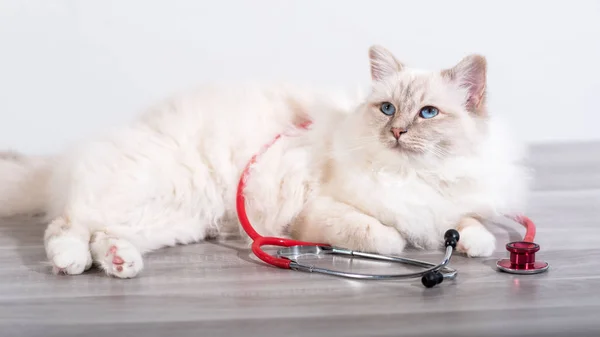 Krásné Bílé Posvátná Kočka Barmského Ležící Stole Stetoskop — Stock fotografie