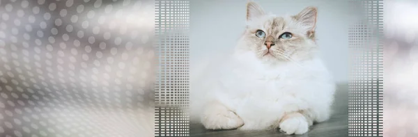 Retrato Hermoso Gato Sagrado Birmania Con Ojos Azules Bandera Panorámica — Foto de Stock