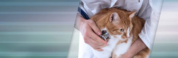 Gato Siendo Examinado Clínica Veterinaria Bandera Panorámica — Foto de Stock