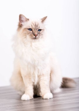 Burma güzel kutsal kedi mavi gözlü portresi