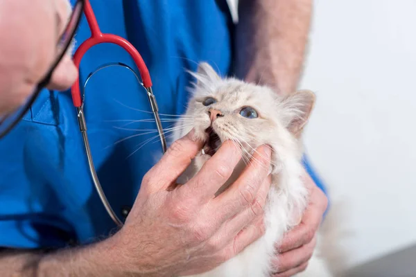 Veterinarian Examining Teeth White Sacred Cat Burma — Stock Photo, Image