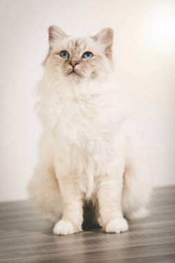 Burma güzel kutsal kedi mavi gözlü portresi