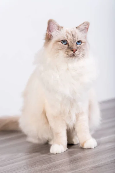 Porträtt av vackra heliga katten av burma — Stockfoto
