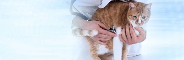 Veterinární lékař zkoumá kočku. panoramatické nápis — Stock fotografie