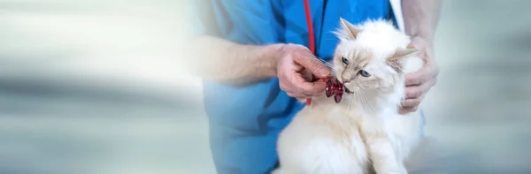 Veterinario examinando un gato sagrado de Birmania con su stethoscop — Foto de Stock