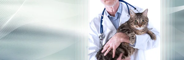 Veterinario sosteniendo un gato. bandera panorámica — Foto de Stock