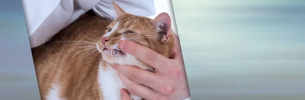 Veterinární lékař zkoumá kočku. panoramatické nápis — Stock fotografie