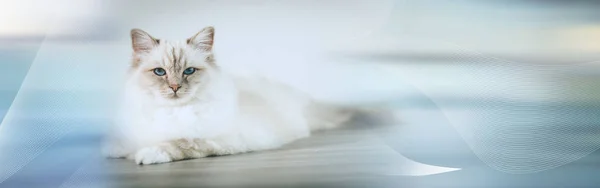 Retrato de hermoso gato sagrado de Birmania. bandera panorámica — Foto de Stock