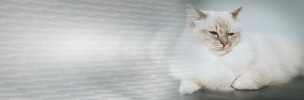 Retrato de hermoso gato sagrado de Birmania. bandera panorámica — Foto de Stock