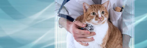 Veterinario examinando un gato. bandera panorámica — Foto de Stock