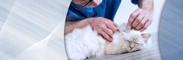Dyrlæge undersøger øret på en hellig kat af burma. Panoram - Stock-foto