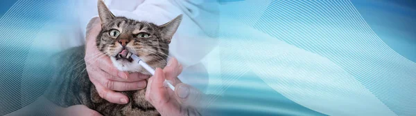 Kočka na veterinární klinice. panoramatický proužek — Stock fotografie