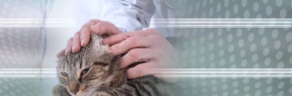 Veterinario examinando una oreja de un gato. bandera panorámica — Foto de Stock