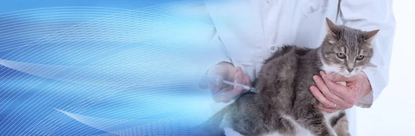 Gato en la clínica veterinaria. bandera panorámica — Foto de Stock