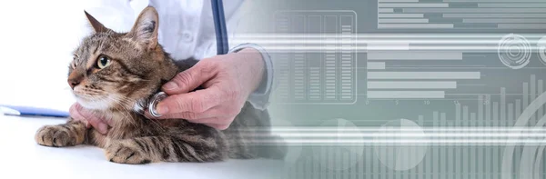 Veterinarian examining a cat; panoramic banner