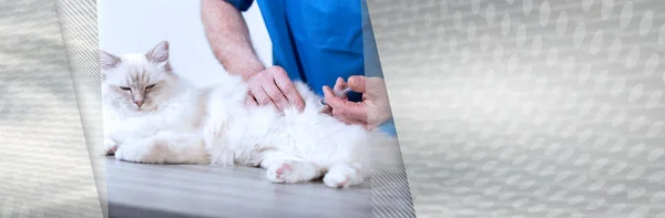 Veterinario dando una inyección a un gato sagrado de Birmania; panor — Foto de Stock