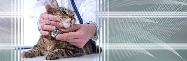 Veterinarian examining a cat. panoramic banner