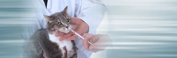 Gato en la clínica veterinaria; pancarta panorámica — Foto de Stock