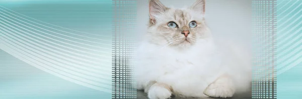 Retrato de hermoso gato sagrado de Birmania. bandera panorámica — Foto de Stock