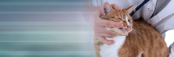 Gato en la clínica veterinaria. bandera panorámica — Foto de Stock