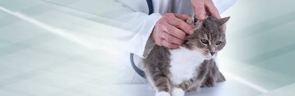 Veterinario examinando un gato; bandera panorámica — Foto de Stock