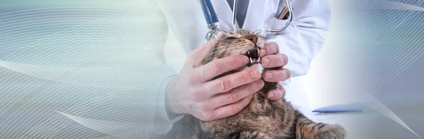 Veterinario examinando los dientes de un gato; bandera panorámica — Foto de Stock