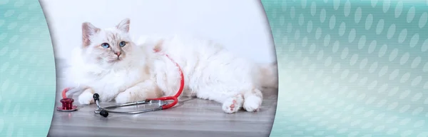 Hermoso gato sagrado de Birmania con estetoscopio; bandera panorámica — Foto de Stock