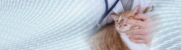 Veterinární lékař vyšetřující kočku; panoramatický proužek — Stock fotografie