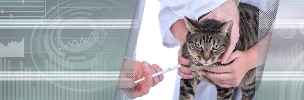 Veterinario dando medicamentos a un gato; bandera panorámica — Foto de Stock