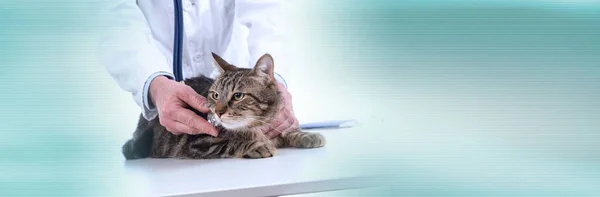 Medicul veterinar examinarea unei pisici; banner panoramic — Fotografie, imagine de stoc