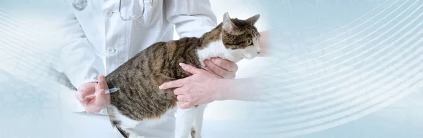 Veterinario dando inyección a gato; pancarta panorámica — Foto de Stock