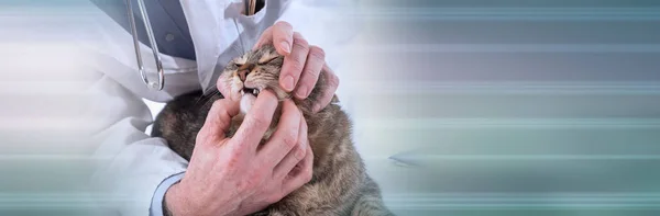 Veterinario examinando los dientes de un gato; bandera panorámica — Foto de Stock