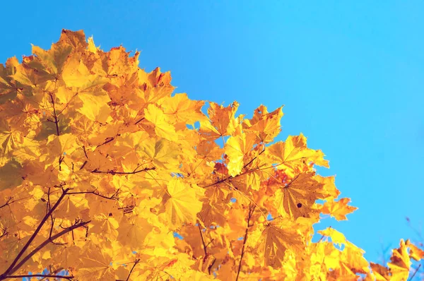 Fall leaves background with free space for text. Colorful orange fall maple leaves against blue sky. Fall background with golden leaves