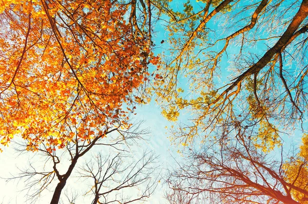 Autumn trees tops, orange autumn tree tops on the background. Autumn trees branches on the background of blue sky in sunny autumn weather