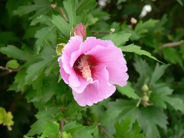 Uma Foto Close Uma Flor Hollyhocks Colorido Rosa Com Inseto — Fotografia de Stock