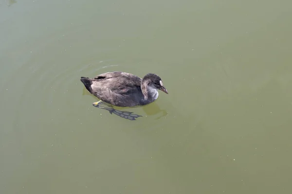 Ente auf dem Wasser im See — Stockfoto