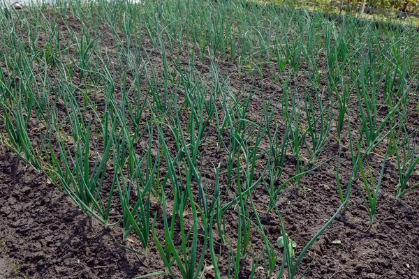 Onion fresh young green shoots on a bed on the ground in a row. Greens, diagonally.