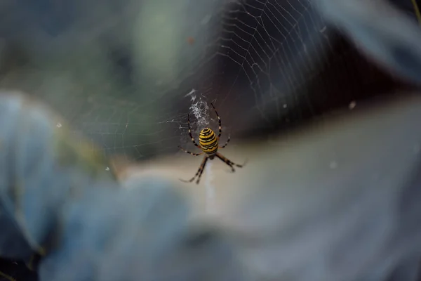 Grande Aranha Listrada Amarela Preta Argiope Bruennichi Sua Teia — Fotografia de Stock