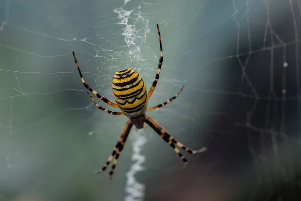 Μεγάλη Ριγέ Κίτρινη Και Μαύρη Αράχνη Argiope Bruennichi Στον Ιστό — Φωτογραφία Αρχείου