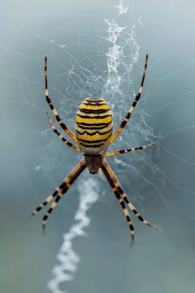 Μεγάλη Ριγέ Κίτρινη Και Μαύρη Αράχνη Argiope Bruennichi Στον Ιστό — Φωτογραφία Αρχείου