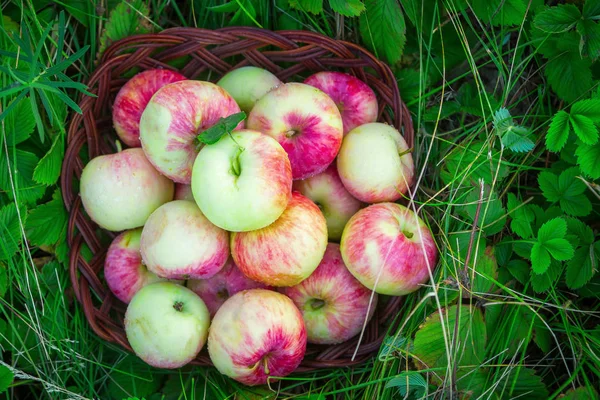 Cesta Mimbre Con Manzanas Rojas Fondo Hojas Verdes Fresas Cerca — Foto de Stock