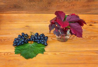 Sonbahar hasadı. Renkli sonbahar yapraklarıyanında siyah üzüm püskülleri.