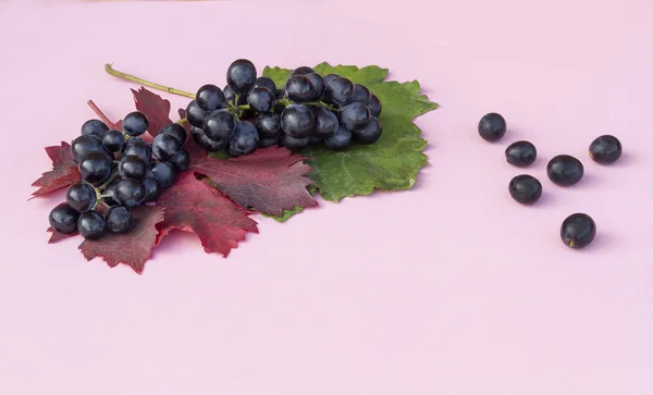 Herbsternte Quasten Schwarzer Trauben Neben Farbigen Herbstblättern — Stockfoto