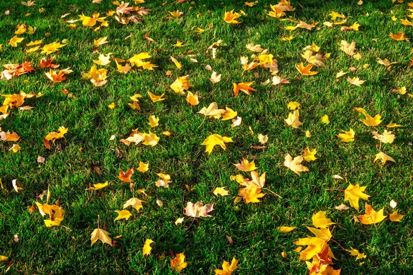 Herbstgelbe Blätter Auf Grünem Gras Der Sonne — Stockfoto