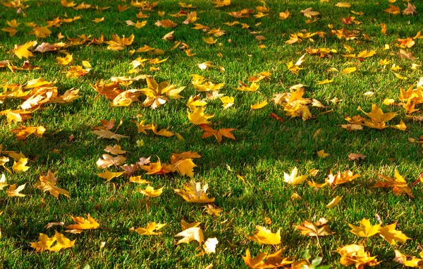 Jesienny Żółty Liście Zielony Trawa Słońce — Zdjęcie stockowe